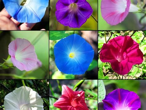 are morning glory flowers edible? Despite the apparent similarity in their names, morning glory flowers and vegetables are quite different. While some might wonder if morning glory flowers are indeed edible, it's essential to delve into the nuances of these plants. Are morning glory flowers edible? Let’s explore this question from multiple perspectives.