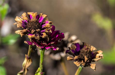 how to save dying flowers and the importance of embracing impermanence