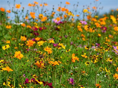 When to Plant Wild Flowers and the Art of Nurturing Nature's Beauty Through Unconventional Wisdom